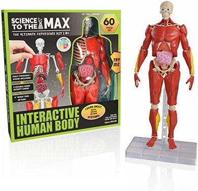 Interactive 14" Poseable Human Body Anatomy Model (60 pieces, Ages 8+)
