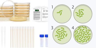 Bacteria Growing Kit: Petri Dishes, Agar, Swabs for STEM Kids